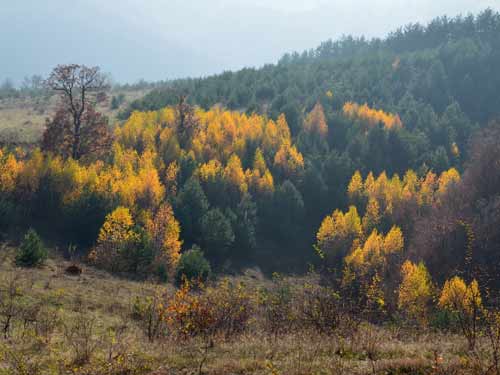 Foto Flacarile dupa-amiezii (c) Lucian Petru Goja